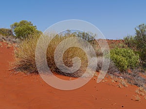 Australian Soft Spinifex in the desert