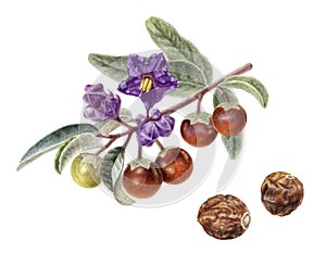Australian spice plant Solanum centrale or bush tomato watercolor illustration isolated on white background photo