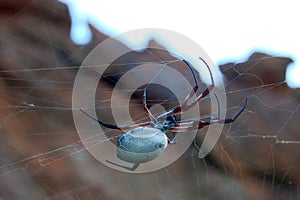 Australian spider