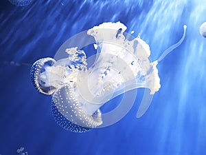 Australian spotted jellyfish