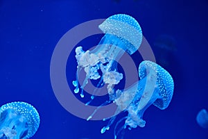 Australian spotted jellyfish Latin â€“ Phyllorhiza punctata in a plankton cloud