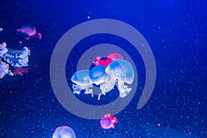 Australian spotted jellyfish Phyllorhiza punctata