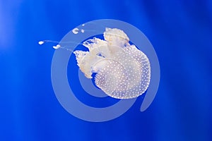 Australian spotted jellyfish, phyllorhiza punctata, in a tank