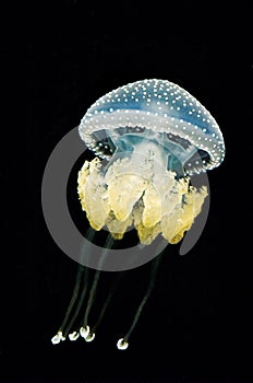 Australian Spotted Jellyfish (Pyllorhiza punctata)