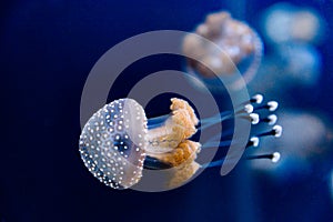 Australian Spotted Jellyfish in the saltwater