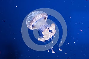 Australian spotted jellyfish in the water