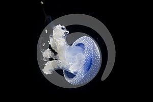 Australian spottet jellyfish in front of a black background