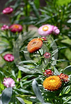 Australian spring garden with colorful native Everlasting Daisies, Xerochrysum bracteatum