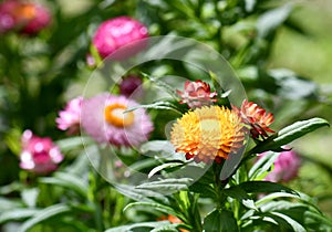 Australian spring garden with colorful native Everlasting Daisies, Xerochrysum bracteatum