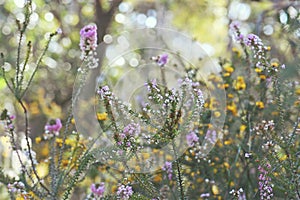 Australian spring nature background of colorful native wildflowers in a Sydney woodland understory