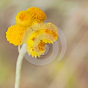 Australian Spring wildflowers yellow Billy Buttons