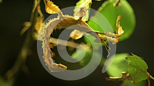 Australian stick insect Extatosoma tiaratum