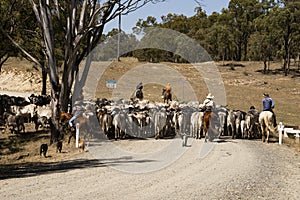 Australian stockmen moving a herd beef cattle.