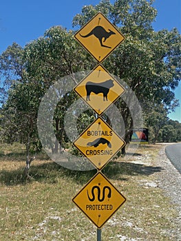 Australian street sign warning of kangaroos, cattle, bobtails and snakes photo