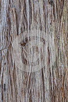 Australian Stringy Bark Tree