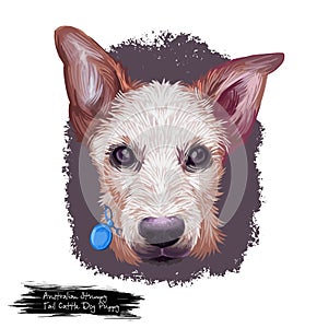 Australian Stumpy Tail Cattle Dog puppy dog breed digital art illustration isolated on white. Popular pup portrait with