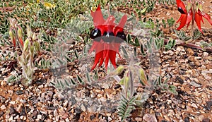 Australian Sturt Desert Pea photo