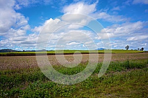 Australian Sugar Cane Paddock