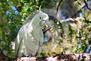 Australian sulphur-crested cockatoo