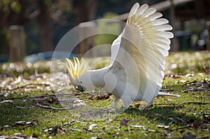 Australian sulphur-crested cockatoo standing on the ground with wings extended