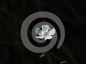 Australian sundew flower