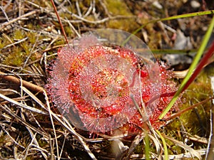 Australian sundews