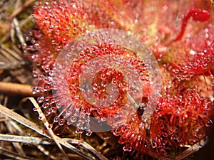 Australian sundews