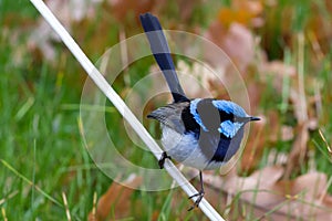 Australian Superb Fairywren