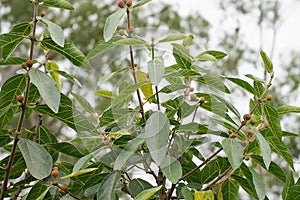 Australian Sweet Sandpaper Fig