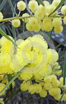 Australian Sweet Wattle (Acacia suaveolens)