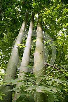Australian tall trees Brachychiton discolor photo