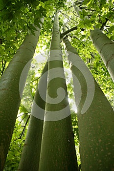 Australian tall trees green nature