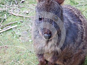 Australian Tasmanian Pademelon