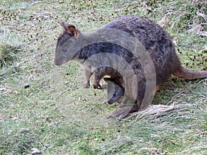 Australian Tasmanian Pademelon with joey