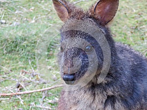 Australian Tasmanian Pademelon