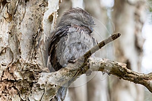 Australian Tawny Frogmouth