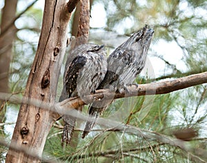 Australian Tawny Frogmouth Bird Birds