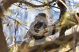 Australian Tawny Frogmouth bird of prey