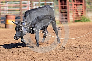 Australian Team Calf Roping At Country Rodeo