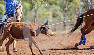 Australian Team Calf Roping At Country Rodeo