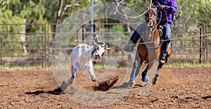 Australian Team Calf Roping At Country Rodeo