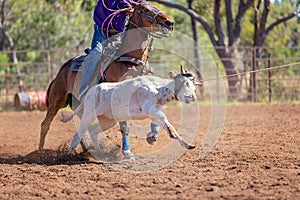 Australian Team Calf Roping At Country Rodeo