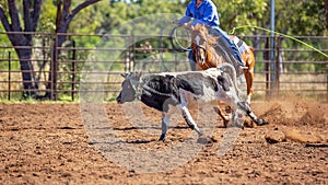 Australian Team Calf Roping At Country Rodeo