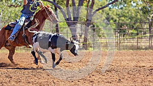 Australian Team Calf Roping At Country Rodeo