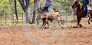 Australian Team Calf Roping At Country Rodeo