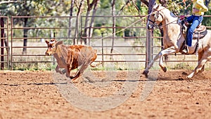 Australian Team Calf Roping At Country Rodeo