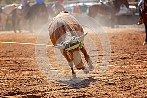 Australian Team Calf Roping Rodeo Event