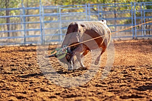 Australian Team Calf Roping Rodeo Event