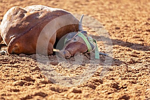 Australian Team Calf Roping Rodeo Event