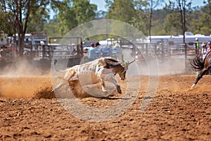 Australian Team Calf Roping Rodeo Event